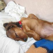 Dværggravhund Trunte