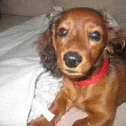 Dværggravhund Trunte