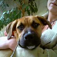 Amerikansk staffordshire terrier Frida