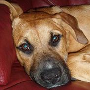 Amerikansk staffordshire terrier Frida