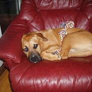 Amerikansk staffordshire terrier Frida