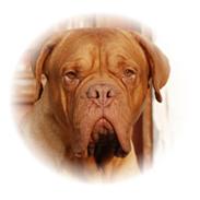 Dogue de bordeaux Násly R.I.P