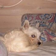 West highland white terrier Sille