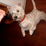 West highland white terrier Sille