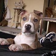 Amerikansk staffordshire terrier body