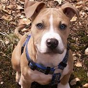 Amerikansk staffordshire terrier body