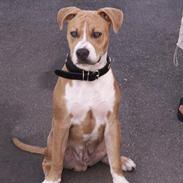 Amerikansk staffordshire terrier body