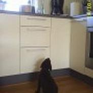Labrador retriever Bailey