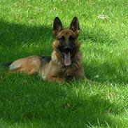 Schæferhund Freja (Heok's Pixeline)