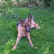 Schæferhund Freja (Heok's Pixeline)