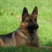 Schæferhund Freja (Heok's Pixeline)