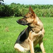 Schæferhund Freja (Heok's Pixeline)