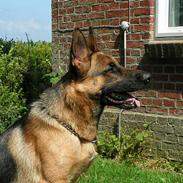 Schæferhund Freja (Heok's Pixeline)