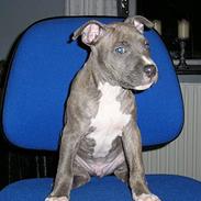 Amerikansk staffordshire terrier Jango