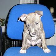 Amerikansk staffordshire terrier Jango