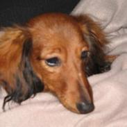 Dværggravhund Signe