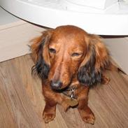 Dværggravhund Signe