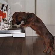 Dværggravhund Signe