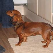 Dværggravhund Signe