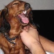 Dværggravhund Signe