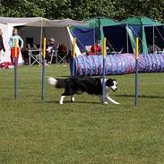 Border collie Dessi
