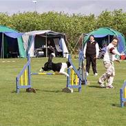Border collie Dessi