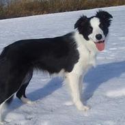 Border collie Dessi