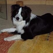 Border collie Dessi