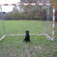 Labrador retriever Trille