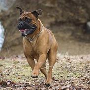 Bullmastiff Bullbjerggaards Arnold