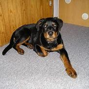 Rottweiler Flicka RIP