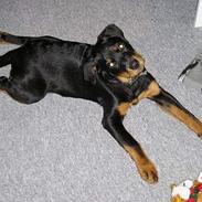 Rottweiler Flicka RIP