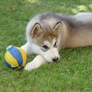 Alaskan malamute AKJAQ