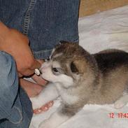 Alaskan malamute AKJAQ