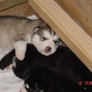 Alaskan malamute AKJAQ