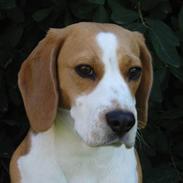 Beagle Beauty