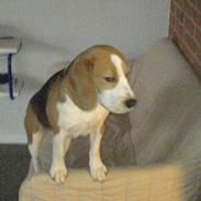 Beagle Beauty