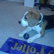 Beagle Beauty