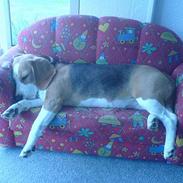 Beagle Beauty