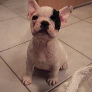 Fransk bulldog Frida
