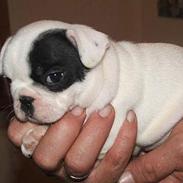 Fransk bulldog Frida