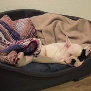 Fransk bulldog Frida