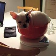 Fransk bulldog Frida