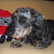 Gravhund skipper † hvil i fred <3