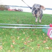 Gravhund skipper † hvil i fred <3