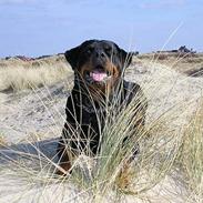 Rottweiler Hera