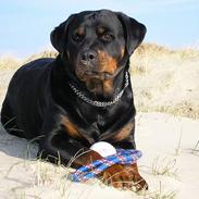 Rottweiler Hera