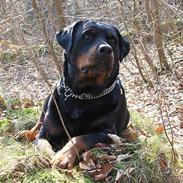 Rottweiler Hera