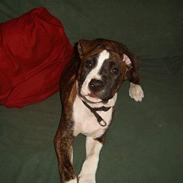 Blanding af racer tjokie