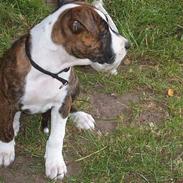 Blanding af racer tjokie